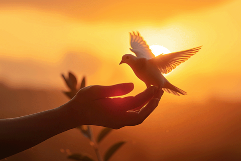 peace dove on a hand at sunset